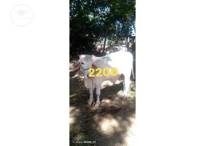 Cattle 