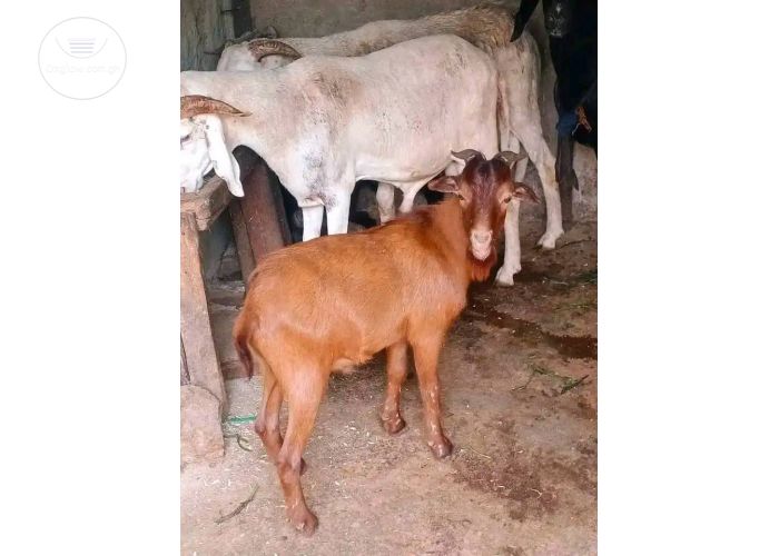 Cow
