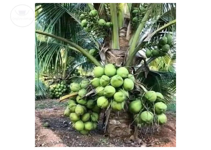 Dwarf coconut seedling
