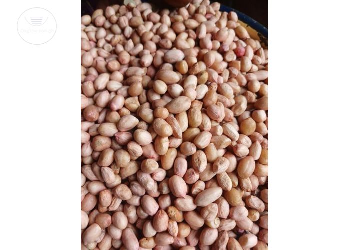 Groundnut