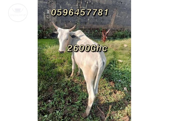 Healthy cows, goats and sheep