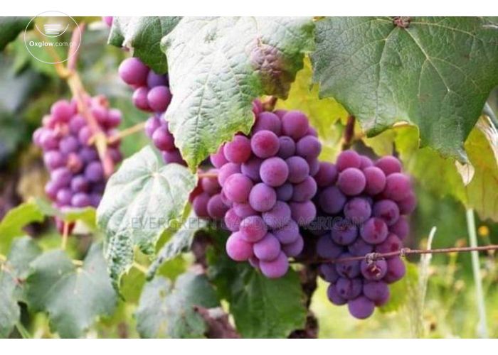 Jumbo Grapes
