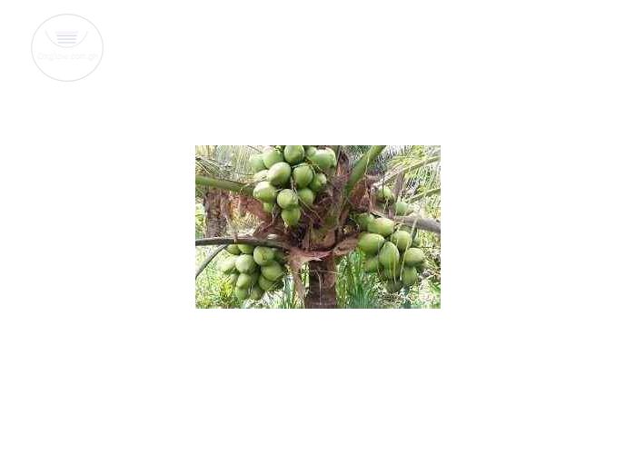 Listing Fallback Image