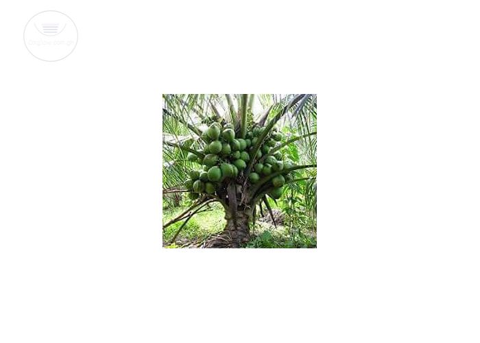 Malaysian Dwarf Coconut Seedlings